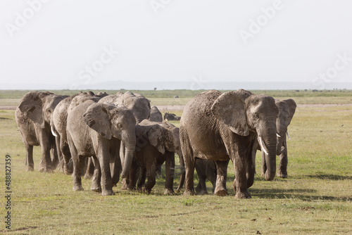 herd of elephants crossing the savannah in Amboselli