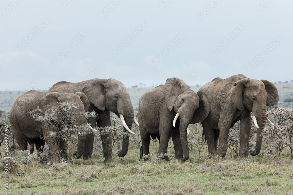 Obraz premium elephants in the acacia trees in the Maasai Mara