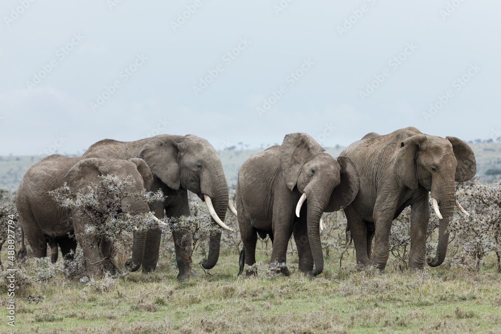 elephants in the acacia trees in the Maasai Mara