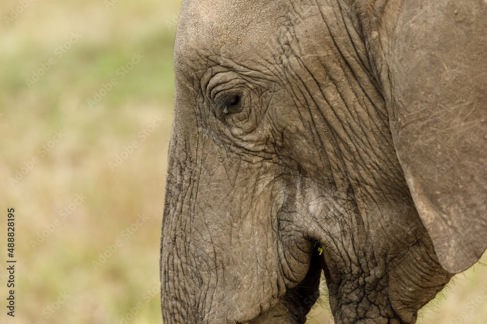 Fototapeta premium head of an elephant
