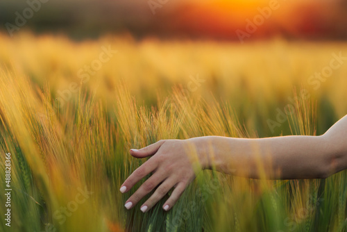 Woman touching wheat spikes with her hand at sunset. Close up. 