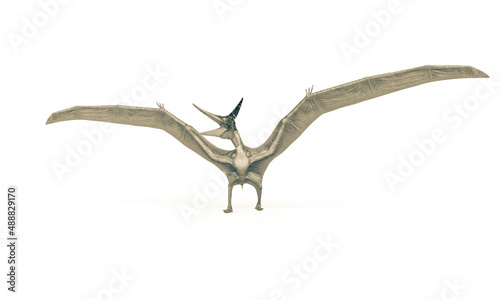 pteranodon in white background © DM7