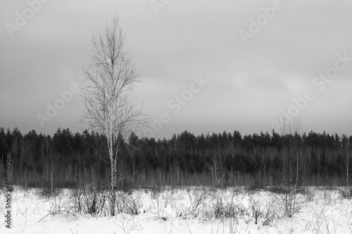 Landscape of winter snowy forest. 