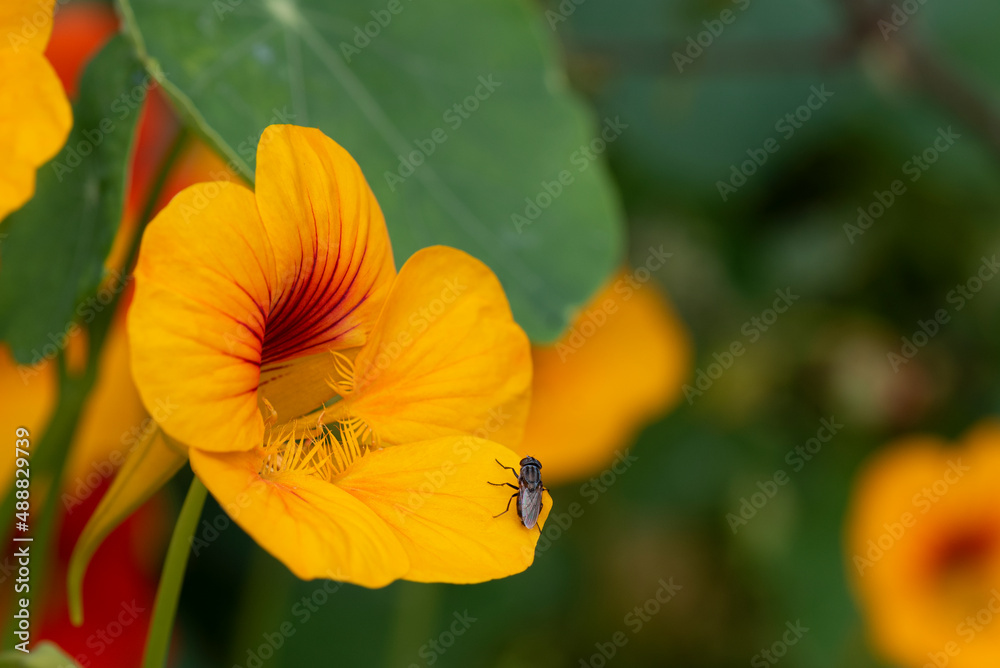 Yellow and orange flower fly in close-up with bell shape Yellow and orange flower fly in close-up with bell shape