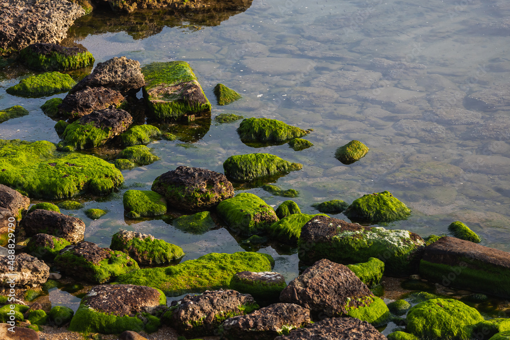 Close-up stone seashore with a huge amount of green algae Close-up stone seashore with a huge amount of green algae