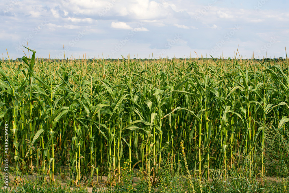 Fototapeta premium Green corn field against a blue cloudy sky on a summer sunny day. Agriculture