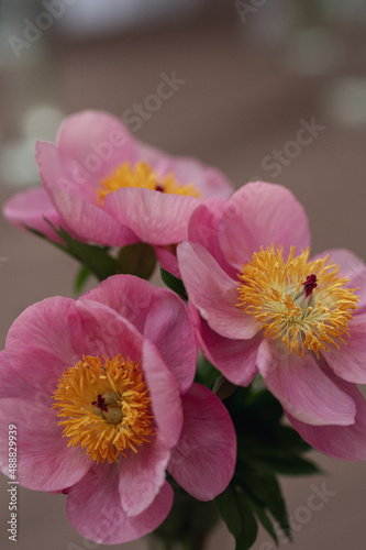 Pink peonies on the background