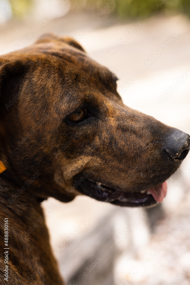 Portrait of the dog outdoors. Brindle dog.