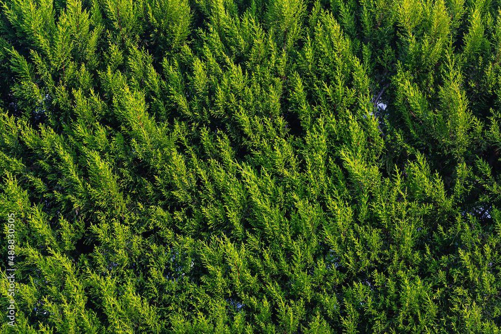 CLose up of the bright green young coniferous branches on a green blurred background, soft focus CLose up of the bright green young coniferous branches on a green blurred background, soft focus