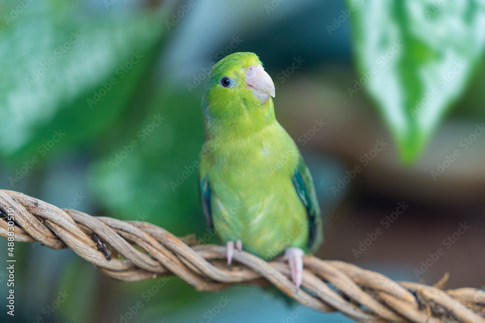 Obraz premium Green Forpus parrot perched on a vine. Parrot (forpus passerinus) perched on a branch or vine.