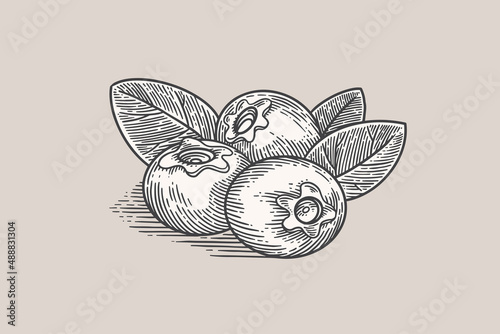 Three blueberries and leaves in vintage engraving style. Vector illustration on a light background.
