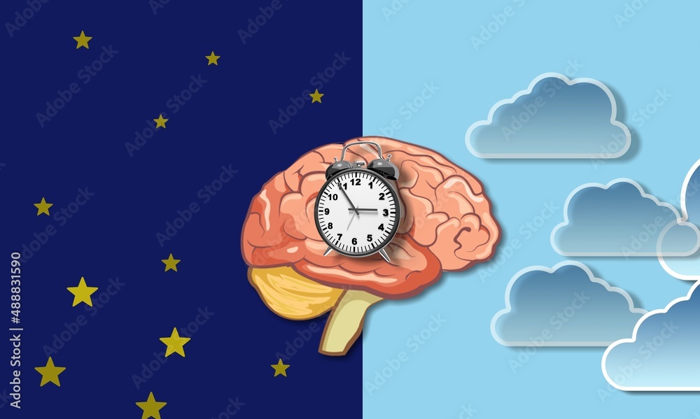 The circadian rhythms are controlled by circadian clocks or biological clock. Brain illustration