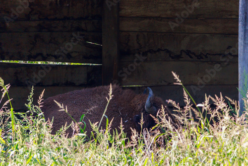 Part of a bison's head is visible from a dark barn. The animal sleeps during the midday heat in acomfortable shelter photo