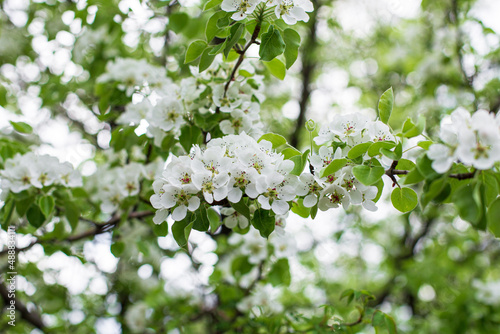 A fruit tree blooms in early spring, cherry apple or apricot blossoms