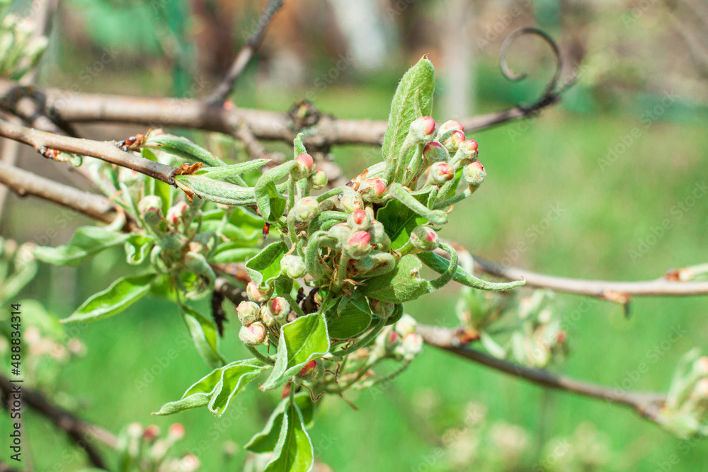 Unblooming apple blossoms on a sunny day, an apple tree branch before blossoming Unblooming apple blossoms on a sunny day, an apple tree branch before blossoming