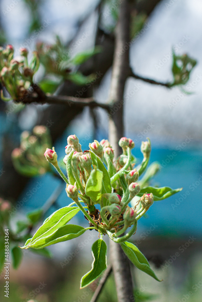 Unblooming apple blossoms on a sunny day, an apple tree branch before blossoming Unblooming apple blossoms on a sunny day, an apple tree branch before blossoming
