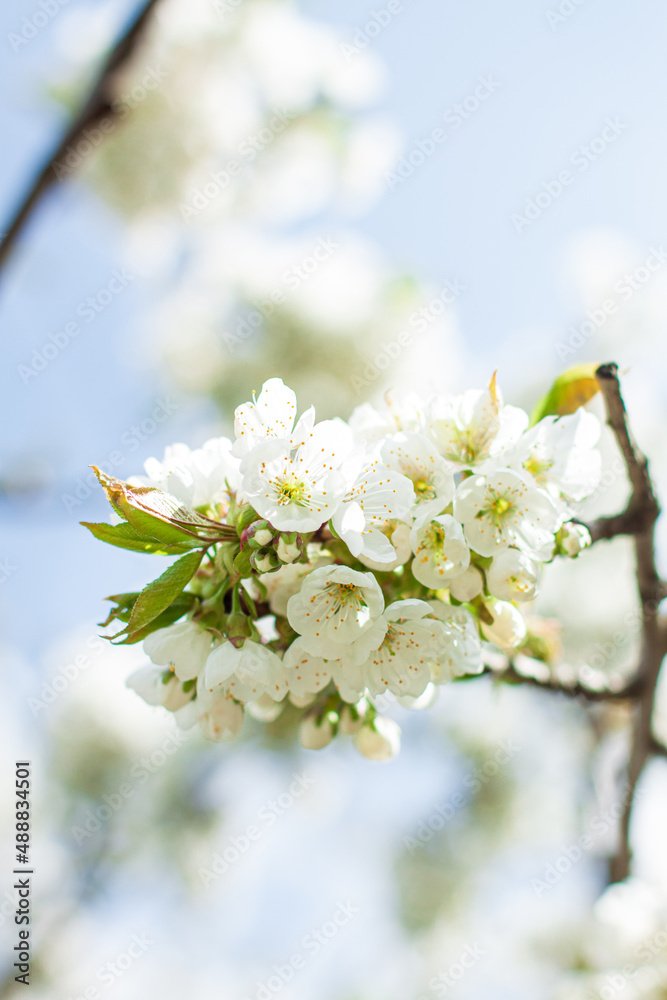 A fruit tree blooms in early spring, cherry apple or apricot blossoms