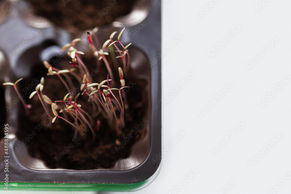 sprouts of amaranth red. micro greens. how to germinate amaranth