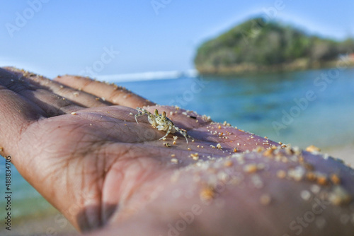 closeup of a small beach crab in the someone hand palm  with blurry tropical beach background