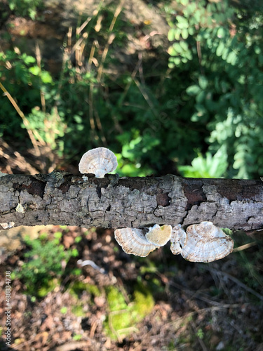 Mushroom growing on a branch