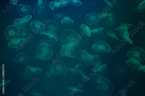 Jellyfishes in the aquarium