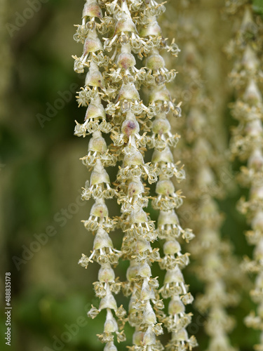 Garrya elliptica 'James Roof'  - Close up on very long catkins of Coast silk-tassel or wavyleaf silktassel photo
