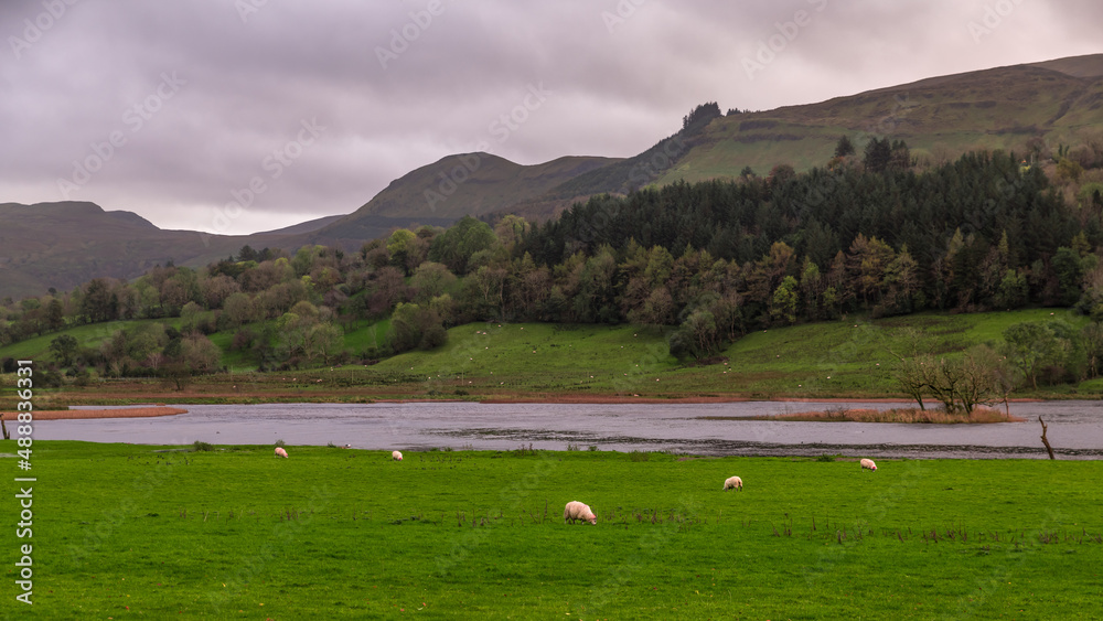Landscape view with sheeps County Leitrim Ireland