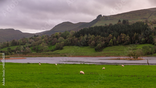 Obraz na płótnie Landscape view with sheeps County Leitrim Ireland w salonie