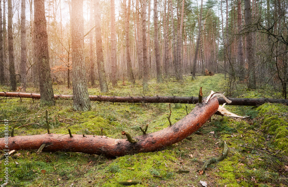Broken trees in a forest after a hurricane. Broken trees in a forest after a hurricane.