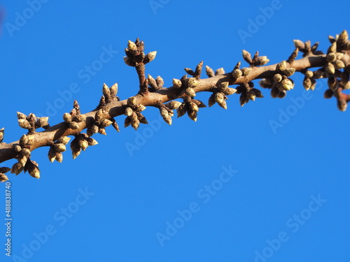 rama de un frutal con brotes de flores en invierno, lérida, españa, europa
