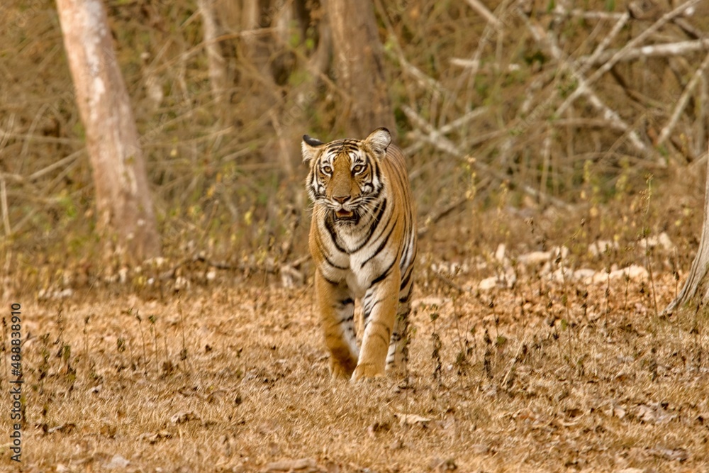 Fototapeta premium Female Bold and Ferocious Tiger at Kabini, Nagarhole National Park, Karnataka, India