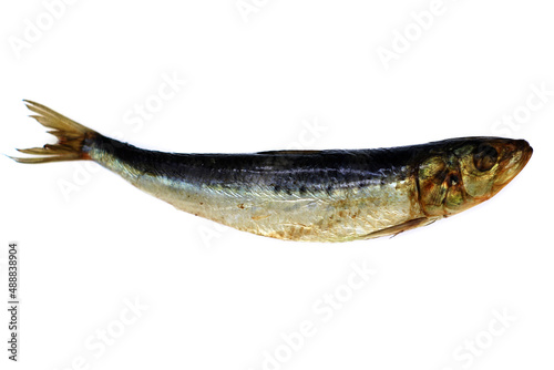 fish on a white background