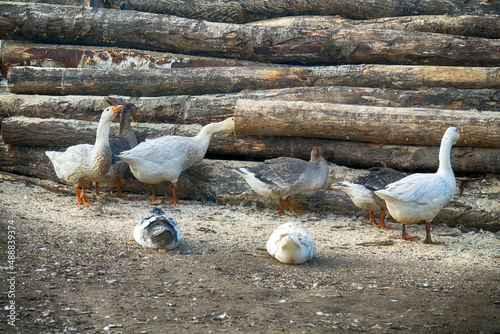 Geese in the poultry yard and tree stump background photo