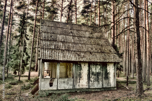 Abandoned wooden houses in the old pine forest photo