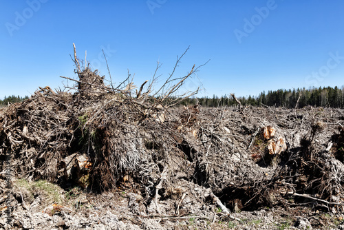 stump grubbing and stump removal. These forest lands were destroyed when preparing the site for the construction of the enterprise. Construction began in territory planification and forestry in taiga