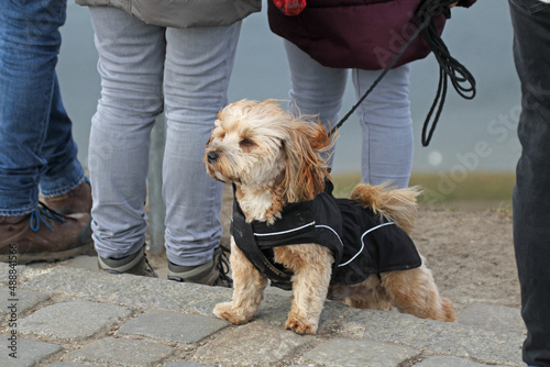 Morkie, small dog pet, bracing itself against the wind, wind blows fur from face. 