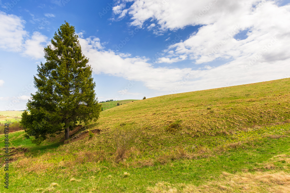 spruce tree on the hill. beautiful countryside scenery in springtime on a sunny day. blue sky with clouds spruce tree on the hill. beautiful countryside scenery in springtime on a sunny day. blue sky with clouds