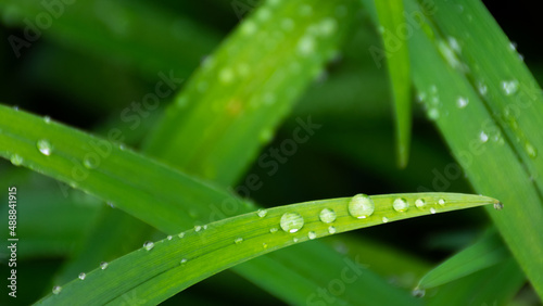 dew drops on the grass blades. vivid green environment closeup background after the rain. wet plants outdoor. morning fresh spring background
