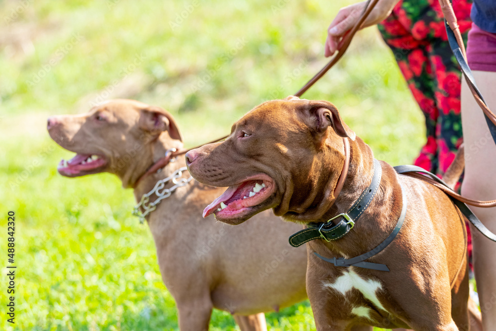 Two dogs breed american pit bull with a mistress in the park during a walk. The woman holds two dogs on a leash