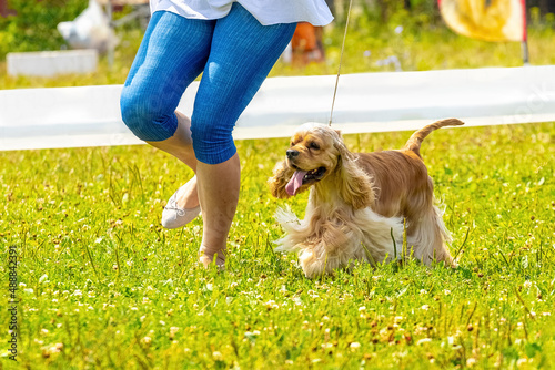 Εκτύπωση καμβά American Cocker Spaniel dog next to his mistress during a walk in the park