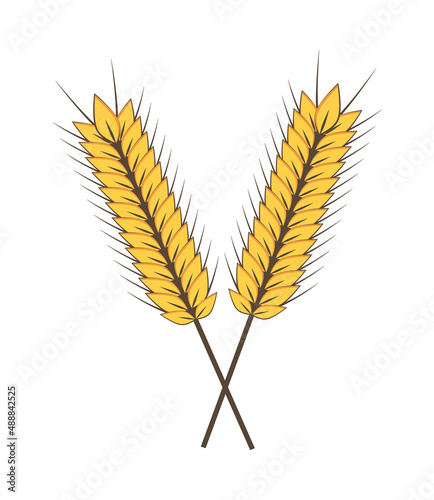 ears of wheat