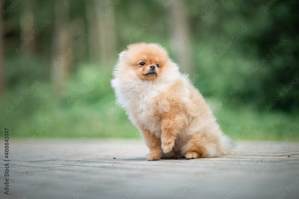 Portrait of a purebred Pomeranian in a summer forest.