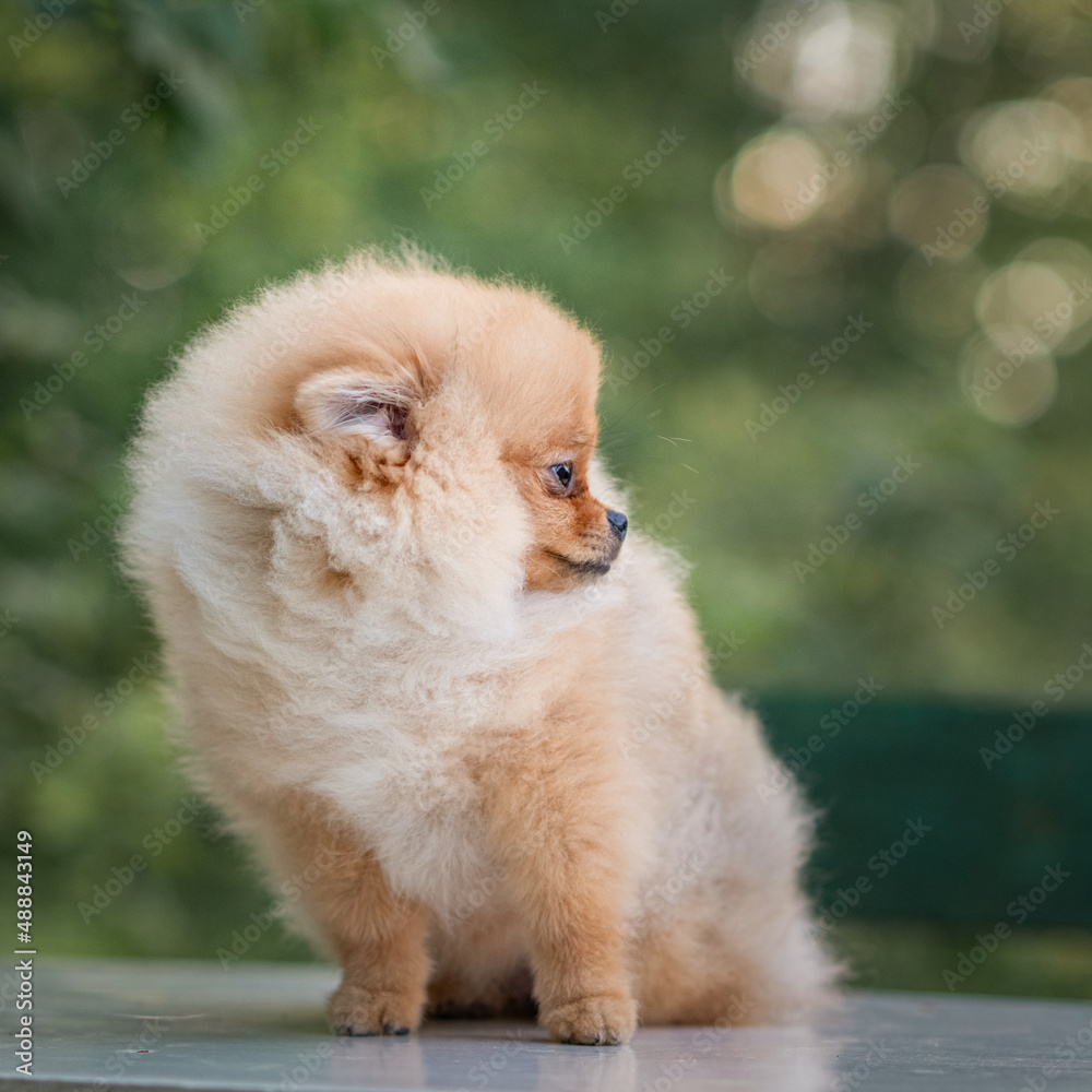 Portrait of a purebred Pomeranian in a summer forest. Portrait of a purebred Pomeranian in a summer forest.