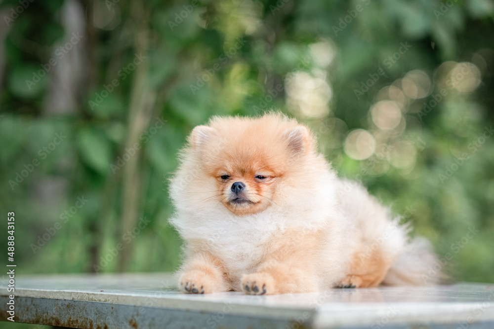 Portrait of a purebred Pomeranian in a summer forest.