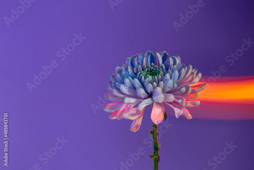 Chrysanthemum flower in room with neon lights photo