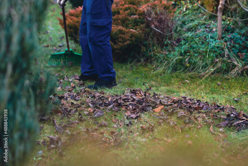 Raking leaves. The man is raking leaves with a rake. The concept of preparing the garden for winter, spring. Taking care of the garden.