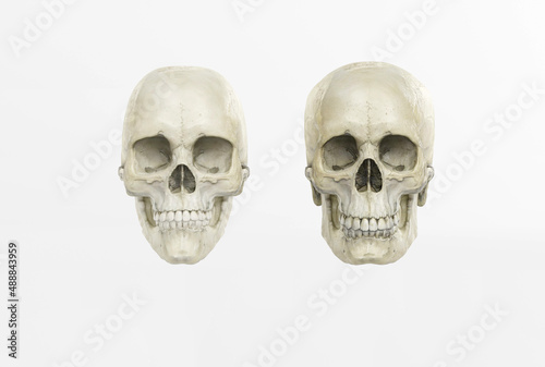 Male and female skull on a dark background in the front. 3d render, 3d illustration. Medical and anthropological concept. Human skull, medical research, human study.