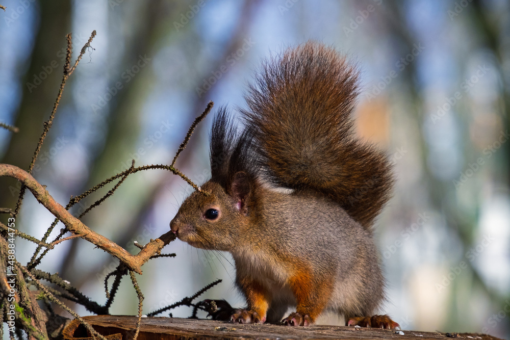 A red squirrel with a fluffy tail looks at the camera. Posing A red squirrel with a fluffy tail looks at the camera. Posing
