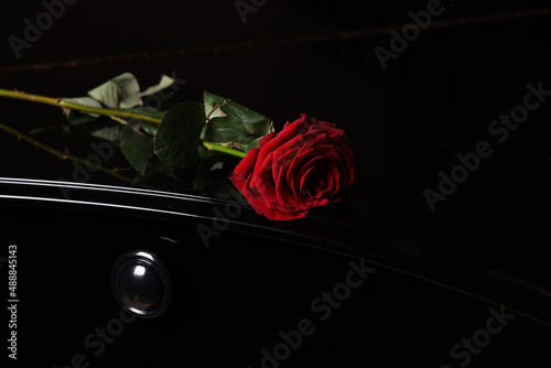 Fototapeta Naklejka Na Ścianę i Meble -  red rose on a black background