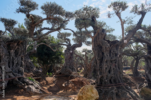 Old bizarre olive trees in moshav Zimrat photo